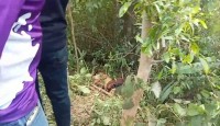 নওগাঁর মহাদেবপুরে সড়ক দুর্ঘটনায় মোটরসা...